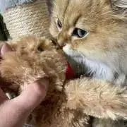★ちゃちゃ★の画像
