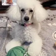 はるの画像