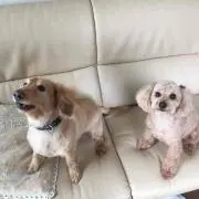 クミン