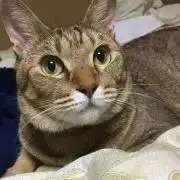 ちょこ∞まか