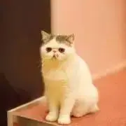 ほっちゃんの画像