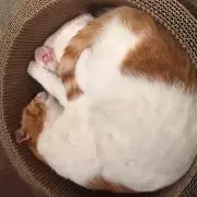 りゅう