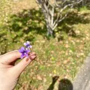 いちご