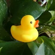 pecoの画像