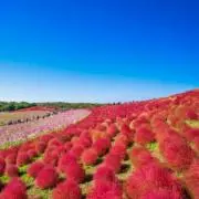 kokika  【プロフ必読のお願い❗】の画像