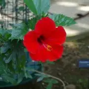 いちごしぇいくの画像