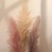 hanaの画像