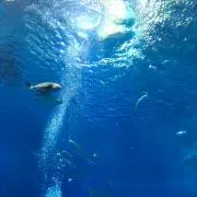 カナリヤ