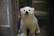 ゆきの画像