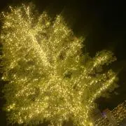 だいぴの画像