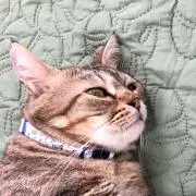 わにの画像