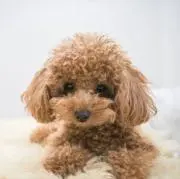 himeの画像