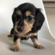 はるじーの画像