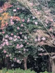 シー