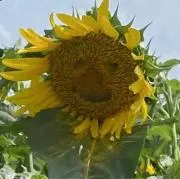 ひまわりの画像