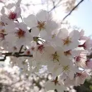 (ちむ