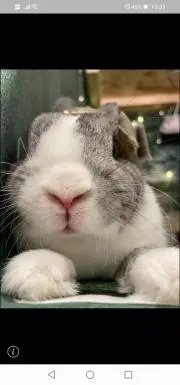 ぴょんちゃんの画像