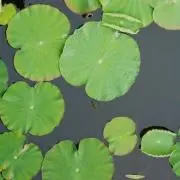 ふなくんの画像