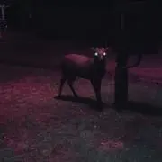 たかりの画像