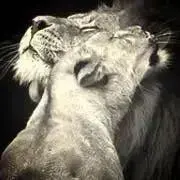 ✝️cats✝️匿名配送✝️の画像