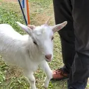 カリエス