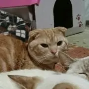 ブチャ猫
