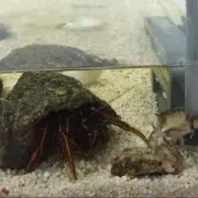 ヤドチャン