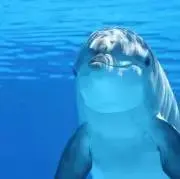 ルイボスの画像