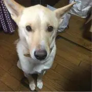 ちえ