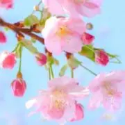 RONの画像