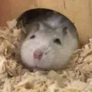 まっすー