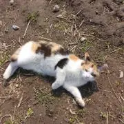 くり