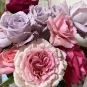 きらりんの画像