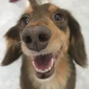 ぽちの画像