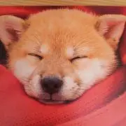 なっちゃんの画像