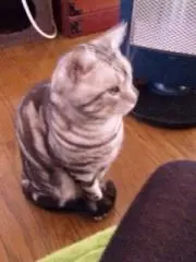 tororoの画像