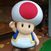 ぽんの画像