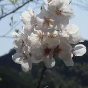 ♡Chamipple♡の画像
