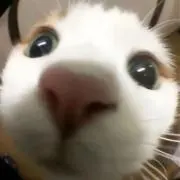 nabii₍˄·͈༝·͈˄*₎◞ ̑̑の画像