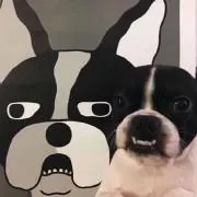 金ちゃんの画像