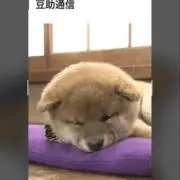 豆助