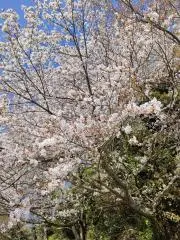 とまきゃべの画像