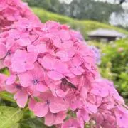 えむの画像