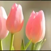 はるちの画像