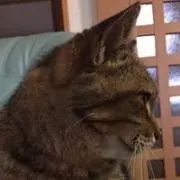 けんちゃんの画像