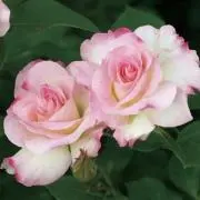 maison de rose プロフ見ての画像