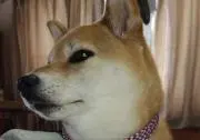 はなままの画像