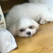 小梅