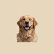 かわちゃん 古着の画像