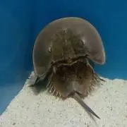 けい